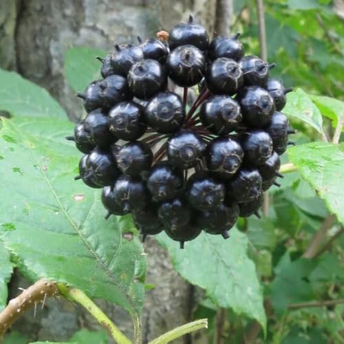 Black Ginseng Seeds – Heirloom, Non-GMO, High Germination Organic Garden Seeds