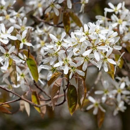 Amelanchier White Flower Seeds Heirloom Non-GMO High Germination Organic Garden Seeds
