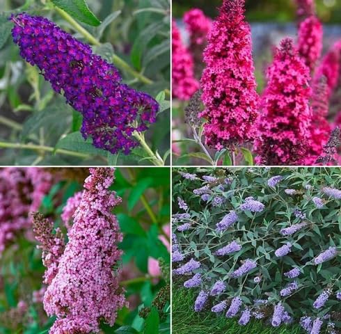 mixed buddleia flower seeds