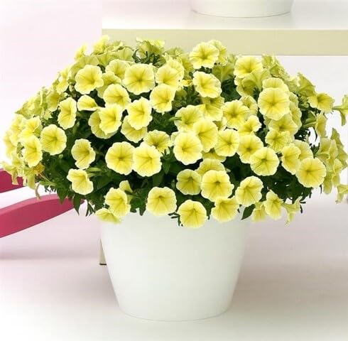 Gelbe Petunien-Blumensamen – Alte Sorte, gentechnikfrei, hohe Keimrate, Bio-Gartensamen zum Pflanzen