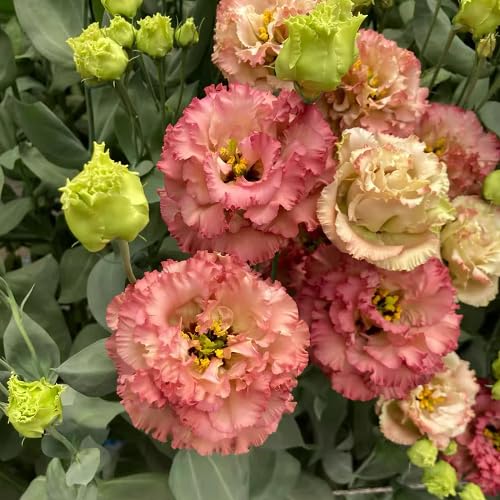 Pink Estoma Flower Seeds Heirloom Non-GMO High Germination Organic Garden Seeds for Planting