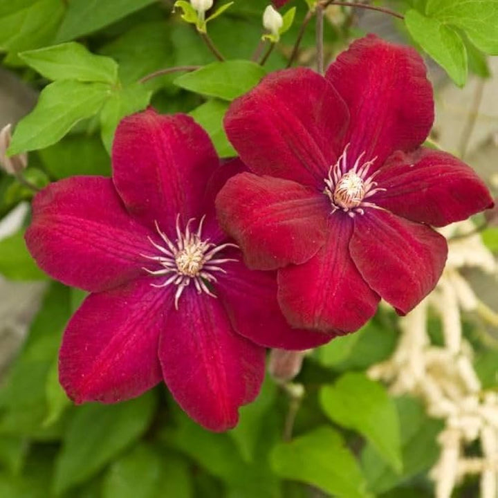 Red Clematis Flower Seeds – Heirloom Non-GMO High Germination Garden Seeds