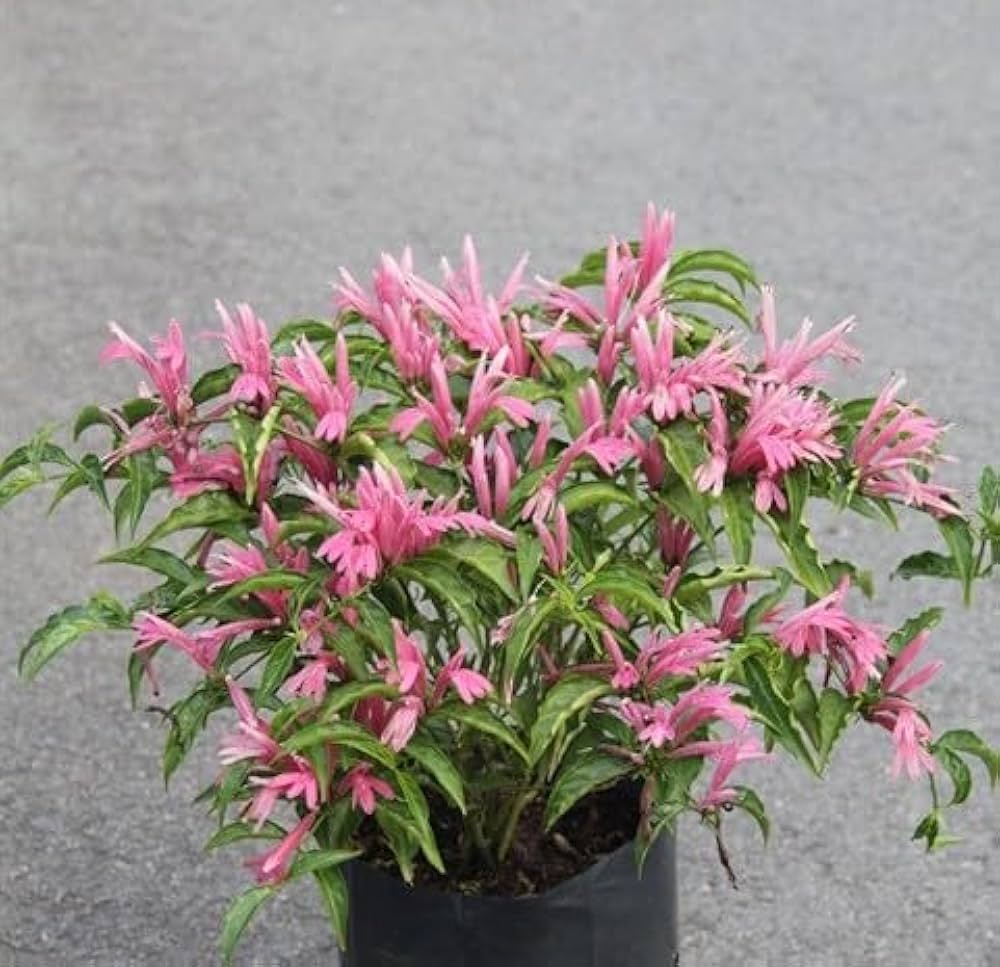 Justicia Flower Seeds – Heirloom, Non-GMO, High Germination Seeds