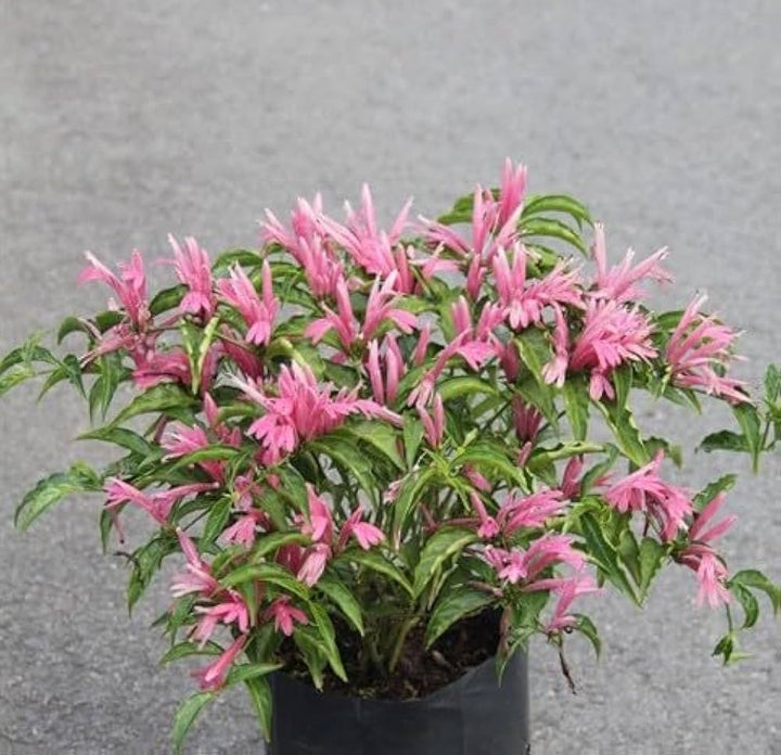 Justicia Flower Seeds – Heirloom, Non-GMO, High Germination Seeds