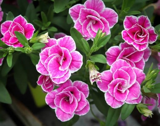 Pink Calibrachoa Flower Seeds – Heirloom Non-GMO High Germination Organic Garden Seeds for Planting