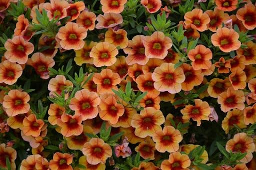 Calibrachoaflower Seeds – Heirloom, Non-GMO, High Germination Organic Garden Seeds for Planting