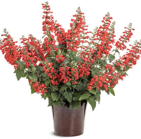 Red Salvia Coccinea Flower Seeds – Heirloom Non-GMO High Germination Organic Garden Seeds