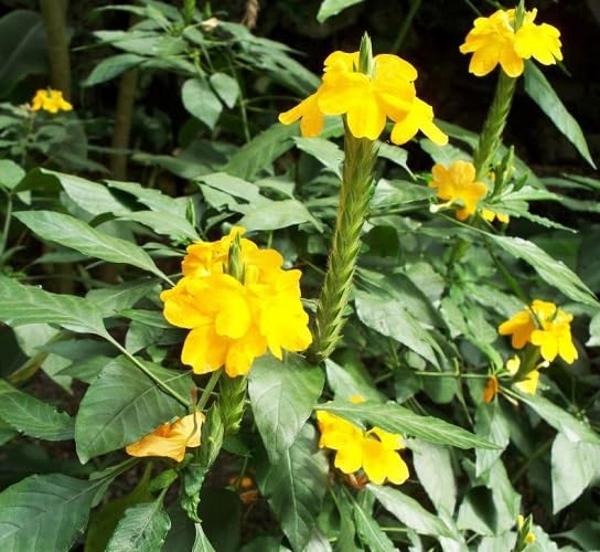 Yellow Crossandra Flower Seeds – Heirloom, Non-GMO, High Germination Organic Garden Seeds