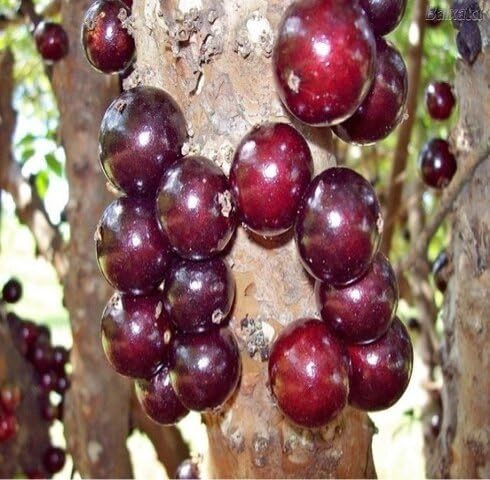 Red Jabuticaba Seeds – Heirloom, Non-GMO, High Germination Organic Garden Seeds