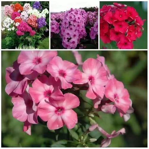 Mixed Phlox Perennial Flower Seeds – Heirloom, Non-GMO, High Germination Organic Garden Seeds