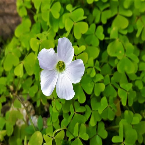 White Oxalis Flower Seeds – Heirloom, Non-GMO, High Germination Organic Garden Seeds for Planting