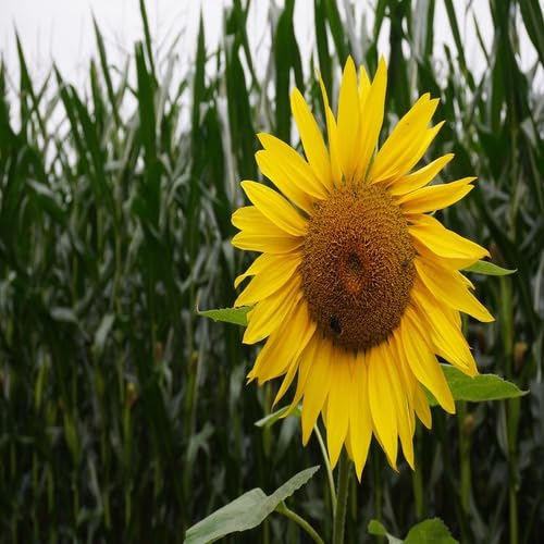 Yellow Sunflower Seeds Heirloom Non-GMO High Germination Organic Garden Seeds