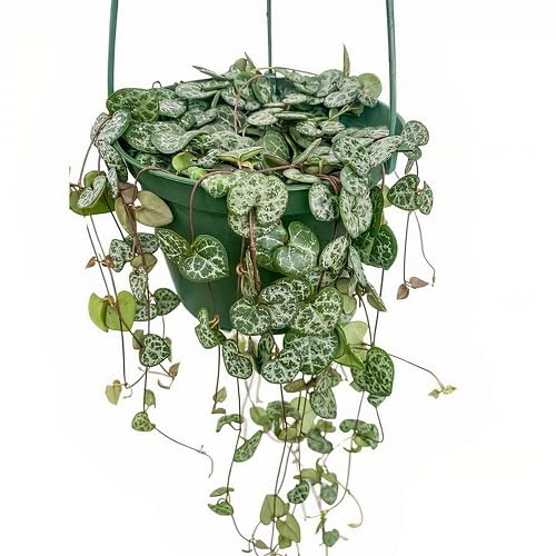 green ceropegia flower seeds