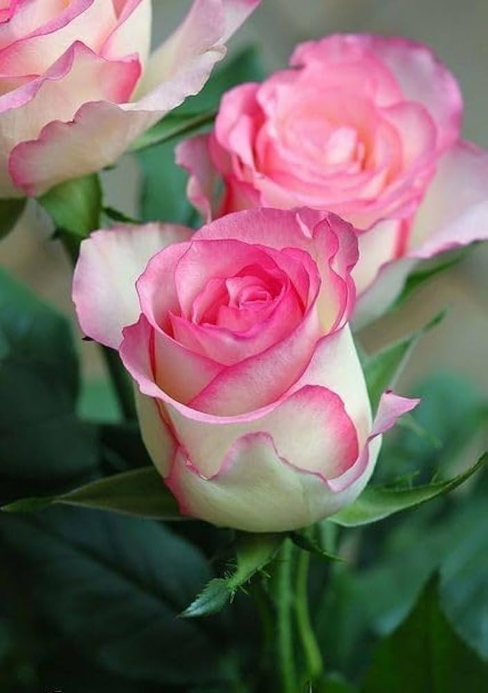 White Pink Rose Flower Seeds Heirloom Non-GMO High Germination Organic Garden Seeds for Planting