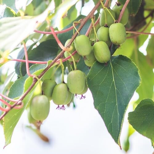 Green Kiwi Berry Seeds for Planting – Heirloom Non-GMO High Germination Organic Garden Seeds