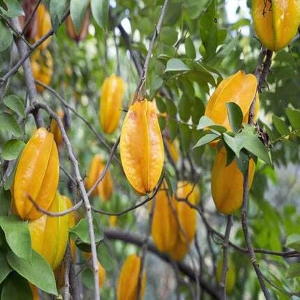 Yellow Carambola Seeds – Heirloom, Non-GMO, High Germination Organic Garden Seeds