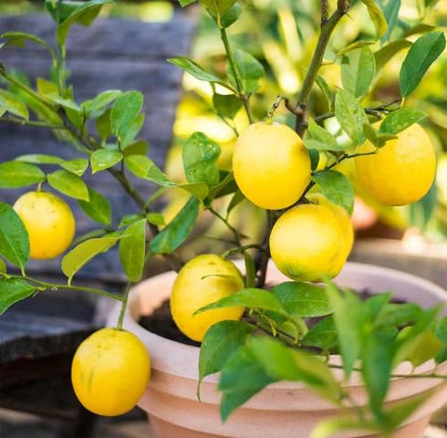 Yellow Lemon Tree Seeds – Heirloom, Non-GMO, High Germination Organic Garden Seeds