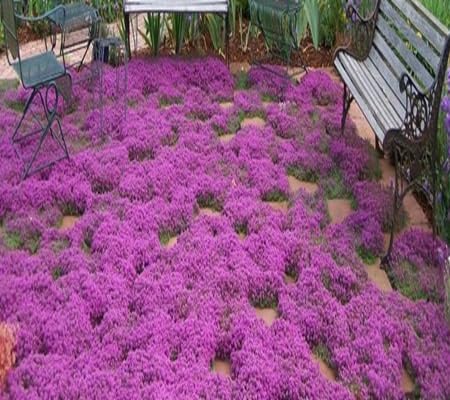 Creeping Thyme Flower Seeds Heirloom Non-GMO High Germination Organic Garden Seeds