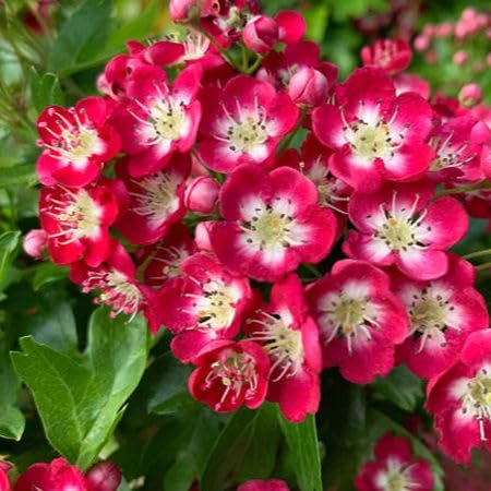 Red Crataegus Flower Seeds for Planting – Heirloom, Non-GMO, High Germination Organic Garden Seeds