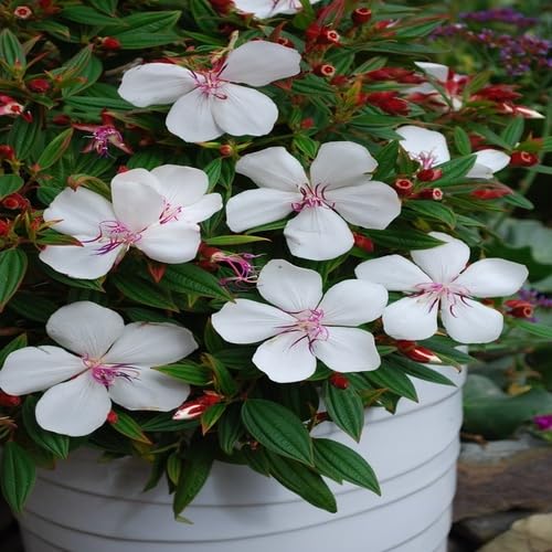 Semillas de Flor de Tibouchina Blanca Herencia No Transgénicas Alta Germinación Semillas Orgánicas para Jardín