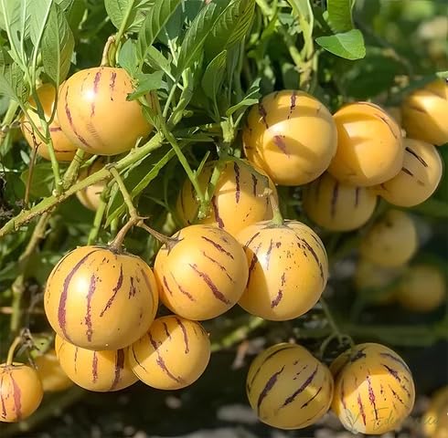 Yellow Pepino Melon Seeds – Heirloom, Non-GMO, High Germination Organic Garden Seeds