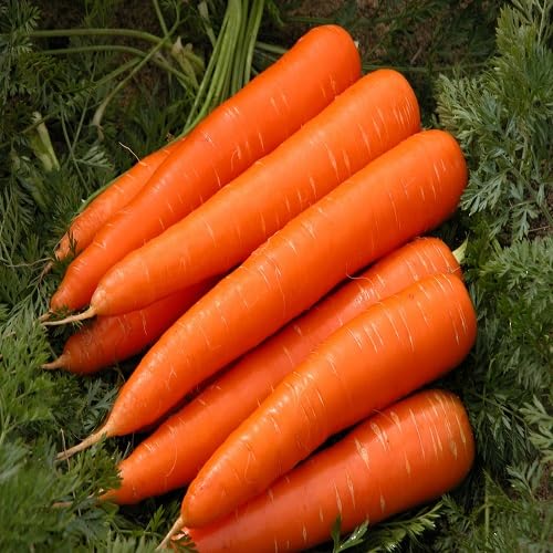 Carrot Seeds – Heirloom, Non-GMO, High Germination Organic Garden Seeds Planting