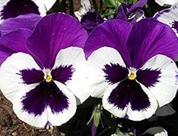 pansyflowerwhitepurpleheirloomnongmo flower seeds