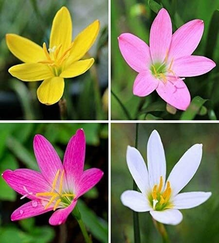 mixed zephyranthes flower heirloom non-gmo seeds