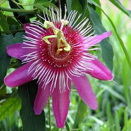 Pink Passiflora Incarnata Flower Seeds – Heirloom, Non-GMO, High Germination Organic Garden Seeds for Planting