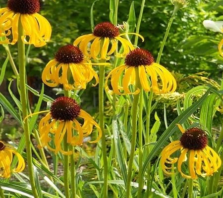 Rudbeckia Flower Seeds for Planting – Heirloom, Non-GMO, High Germination Organic Garden Seeds
