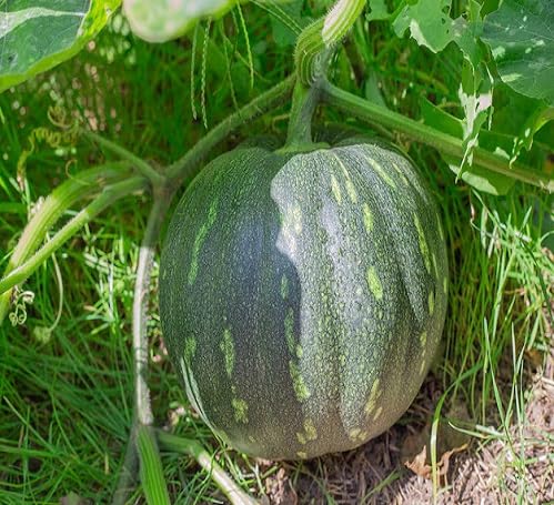 Green Pumpkin Seeds – Heirloom, Non-GMO, High Germination Organic Garden Seeds Planting