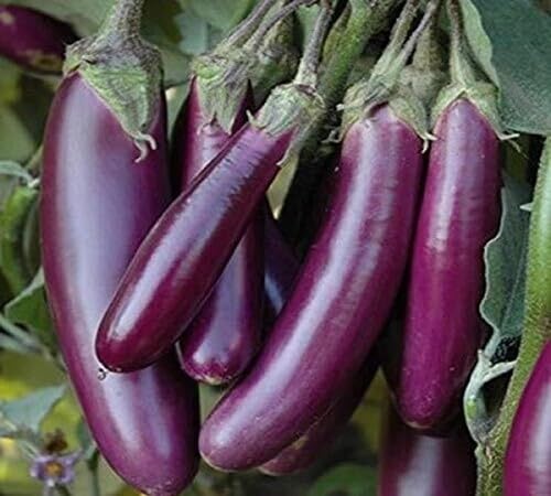 Eggplant Purple Seeds – Heirloom, Non-GMO, High Germination Organic Garden Seeds Planting