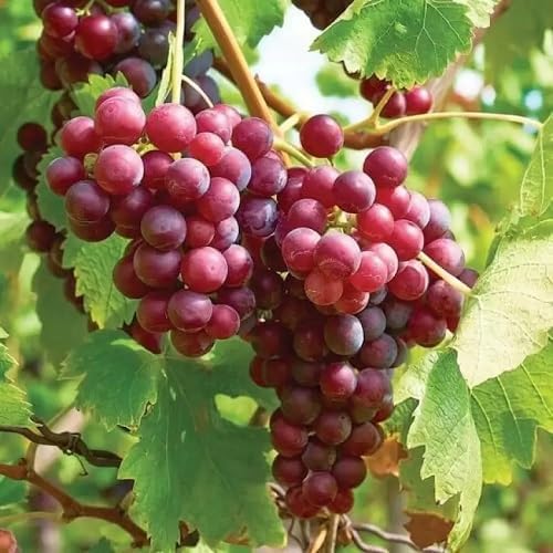 Red Grape Seeds – Heirloom, Non-GMO, High Germination Organic Garden Seeds
