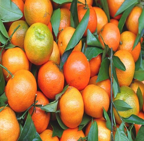 Clementine Seeds – Heirloom, Non-GMO, High Germination Organic Garden Seeds