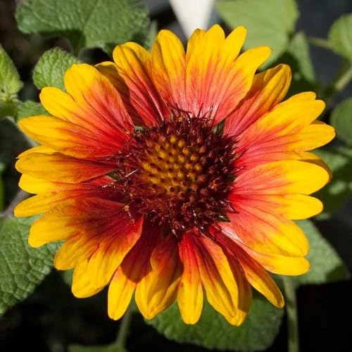 Orange Yellow Gaillardia Flower Seeds – Heirloom, Non-GMO, High Germination Seeds
