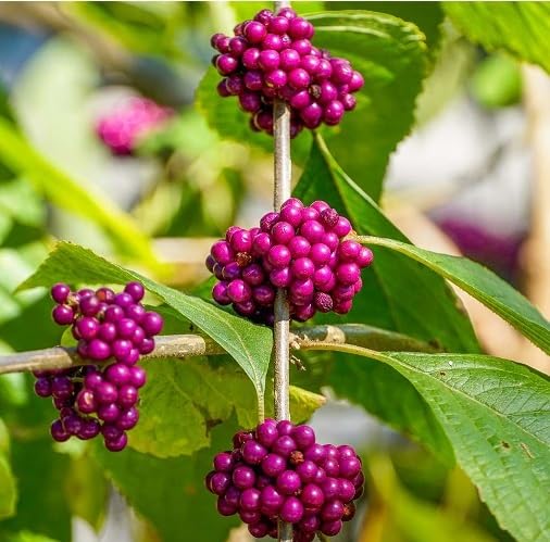 Callicarpa Seeds – Heirloom, Non-GMO, High Germination Organic Garden Seeds