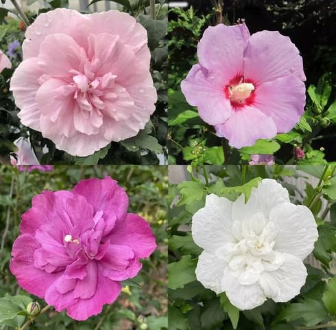Mixed Hibiscus Syriacus Flower Seeds – Heirloom, Non-GMO, High Germination Seeds