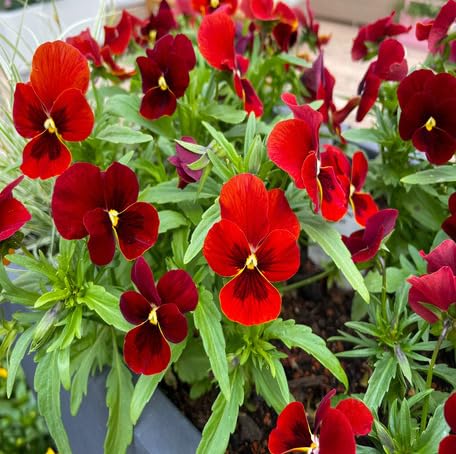 red pansy flower seeds