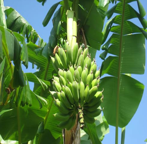 Semillas de plátano verde – Reliquia, sin OMG, alta germinación, semillas de jardín orgánicas
