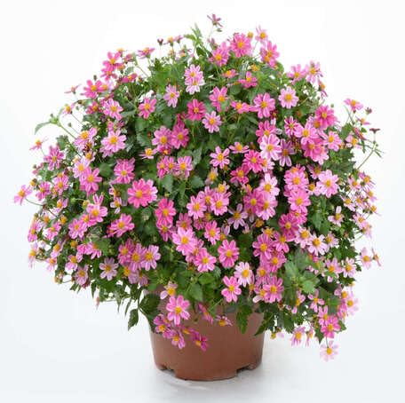 Pink Bidens Flower Seeds – Heirloom, Non-GMO, High Germination Organic Garden Seeds for Planting