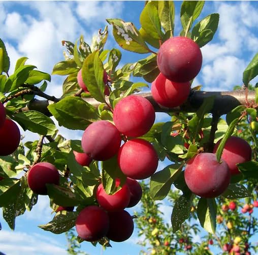 Red Plum Seeds – Heirloom, Non-GMO, High Germination Organic Garden Seeds