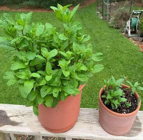 Green Mint Plant Seeds Heirloom Non-GMO High Germination Organic Garden Seeds for Planting