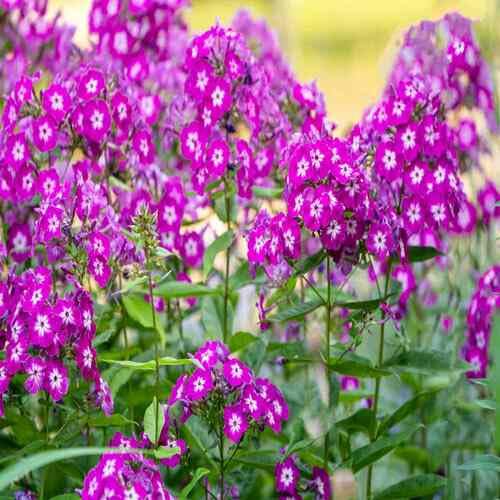Semillas de flores Phlox – Cimiente, no transgénica, semillas orgánicas de alta germinación para plantar en jardín