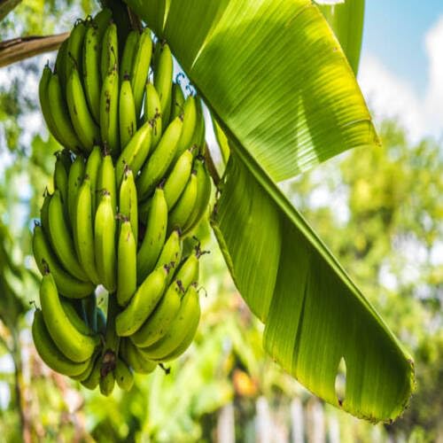 Green Banana Seeds – Heirloom, Non-GMO, High Germination Organic Garden Seeds