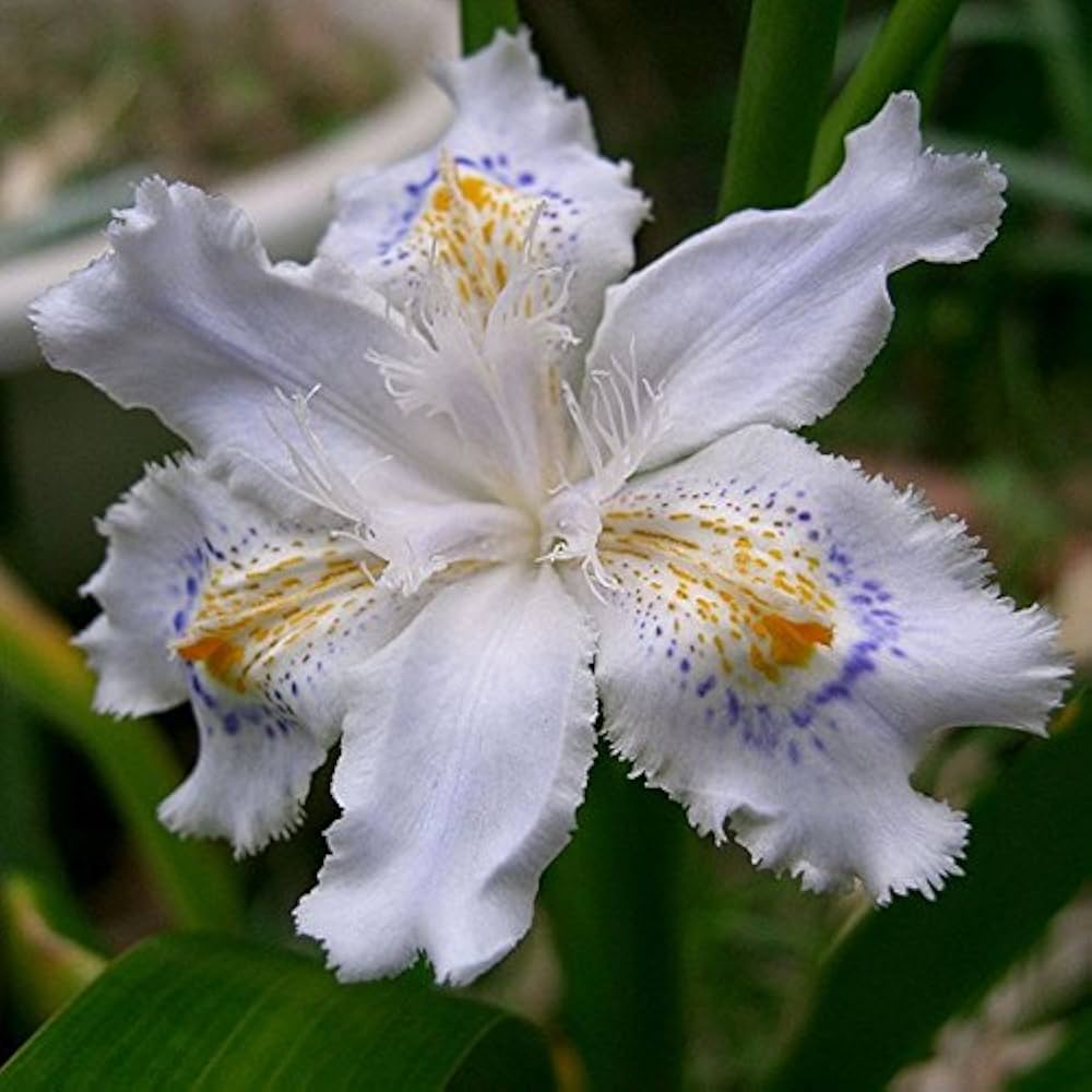 mixed color flower seeds