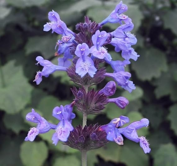 Nepeta Cataria herb seeds