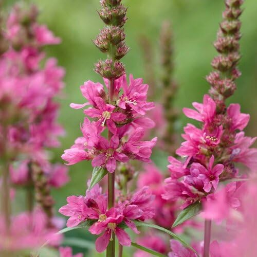 Pink Lythrum Salicaria Flower Seeds – Heirloom, Non-GMO, High Germination Organic Garden Seeds for Planting