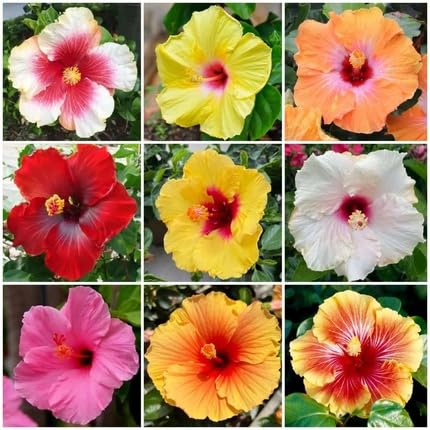 Hibiscus Flower Seeds – Heirloom, Non-GMO, High Germination Organic Garden Seeds for Planting