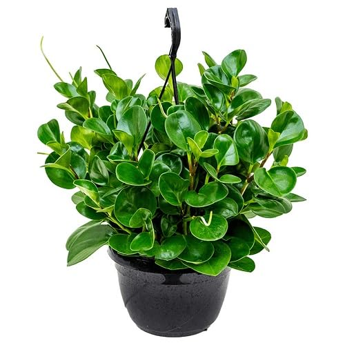 green peperomia flower seeds