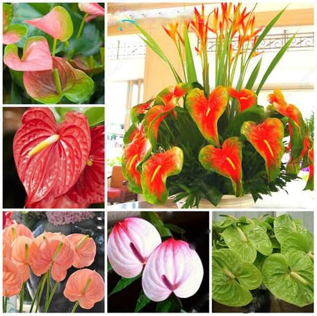 mixed anthurium flower seeds